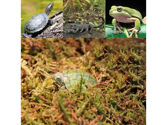 Сфагновий мох Repti-Zoo Sphagnum moss 100г 4.5л Сфагновий мох Repti-Zoo Sphagnum moss 100г 4.5л