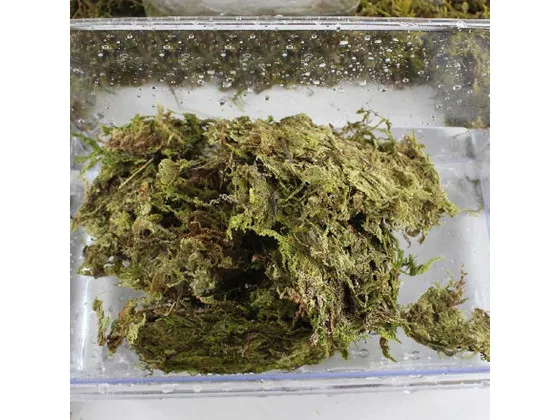 Сфагновий мох Repti-Zoo Sphagnum moss 100г 4.5л Сфагновий мох Repti-Zoo Sphagnum moss 100г 4.5л