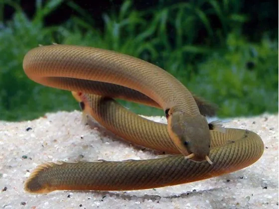 Каламоихт калабарский - риба змея (лат. Calamoichthys calabaricus, snakefish) Каламоихт калабарский - риба змея (лат. Calamoichthys calabaricus, snakefish)