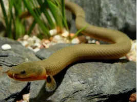 Каламоихт калабарский - риба змея (лат. Calamoichthys calabaricus, snakefish)