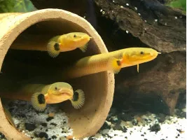 Каламоихт калабарский - риба змея (лат. Calamoichthys calabaricus, snakefish)