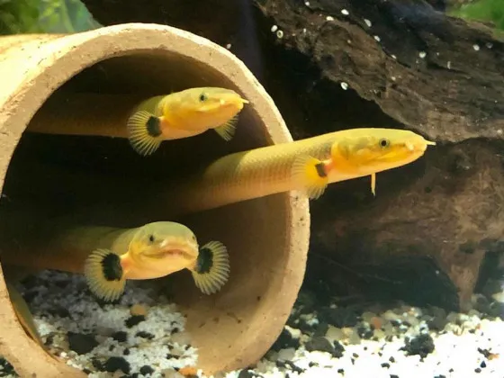 Каламоихт калабарский - риба змея (лат. Calamoichthys calabaricus, snakefish) Каламоихт калабарский - риба змея (лат. Calamoichthys calabaricus, snakefish)