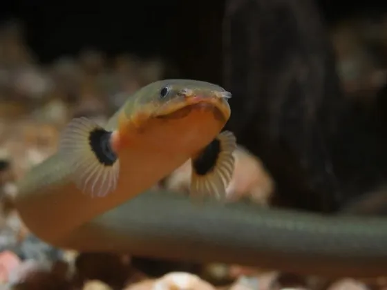 Каламоихт калабарский - риба змея (лат. Calamoichthys calabaricus, snakefish) Каламоихт калабарский - риба змея (лат. Calamoichthys calabaricus, snakefish)