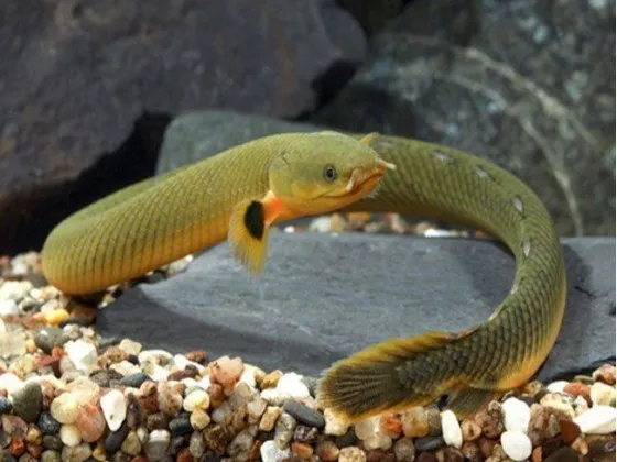 Каламоихт калабарский - риба змея (лат. Calamoichthys calabaricus, snakefish) Каламоихт калабарский - риба змея (лат. Calamoichthys calabaricus, snakefish)