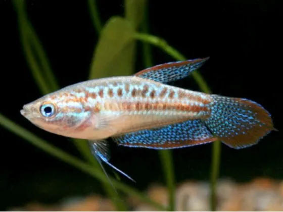 Гурами карликовый (Гурами Пумила, лат. Trichopsis pumilus, англ. Sparkling Gourami) Гурами карликовый (Гурами Пумила, лат. Trichopsis pumilus, англ. Sparkling Gourami)