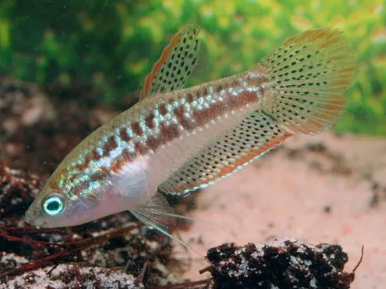 Гурами карликовый (Гурами Пумила, лат. Trichopsis pumilus, англ. Sparkling Gourami) Гурами карликовый (Гурами Пумила, лат. Trichopsis pumilus, англ. Sparkling Gourami)