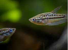 Гурами карликовый (Гурами Пумила, лат. Trichopsis pumilus, англ. Sparkling Gourami)