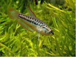 Гурами карликовый (Гурами Пумила, лат. Trichopsis pumilus, англ. Sparkling Gourami)
