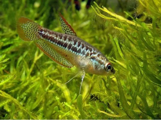 Гурами карликовый (Гурами Пумила, лат. Trichopsis pumilus, англ. Sparkling Gourami) Гурами карликовый (Гурами Пумила, лат. Trichopsis pumilus, англ. Sparkling Gourami)