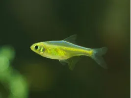 Микрорасбора куботай или зеленая неоновая расбора (лат. Microdevario kubotai, англ. Microdevario kubotai)