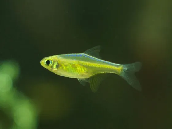 Микрорасбора куботай или зеленая неоновая расбора (лат. Microdevario kubotai, англ. Microdevario kubotai) Микрорасбора куботай или зеленая неоновая расбора (лат. Microdevario kubotai, англ. Microdevario kubotai)