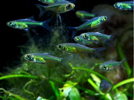 Микрорасбора куботай или зеленая неоновая расбора (лат. Microdevario kubotai, англ. Microdevario kubotai) Микрорасбора куботай или зеленая неоновая расбора (лат. Microdevario kubotai, англ. Microdevario kubotai)