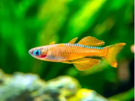 Псевдомугил Паскай или Красный неон (Pseudomugil sp, Red neon)