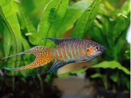 Макропод (лат. Macropodus opercularis, англ – Paradise fish)