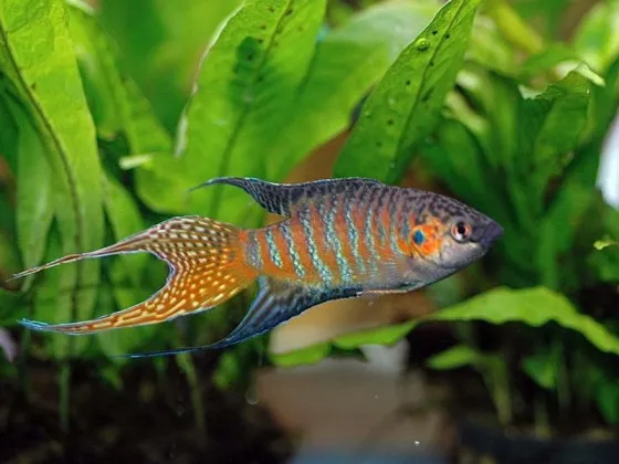 Макропод (лат. Macropodus opercularis, англ – Paradise fish) Макропод (лат. Macropodus opercularis, англ – Paradise fish)