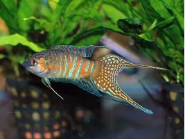 Макропод (лат. Macropodus opercularis, англ – Paradise fish)