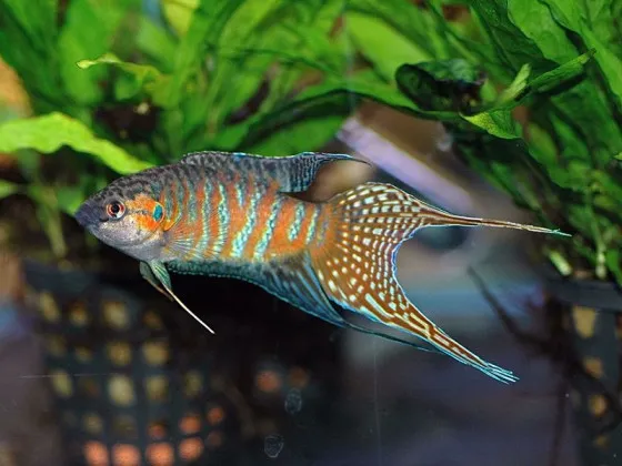 Макропод (лат. Macropodus opercularis, англ – Paradise fish) Макропод (лат. Macropodus opercularis, англ – Paradise fish)