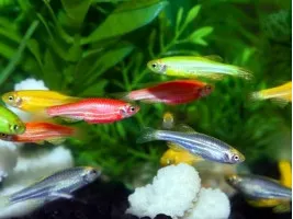 Данио Глофиш (GloFish) светящиеся