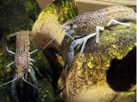 Рак мармуровий Procarambus Virginalis для акваріума