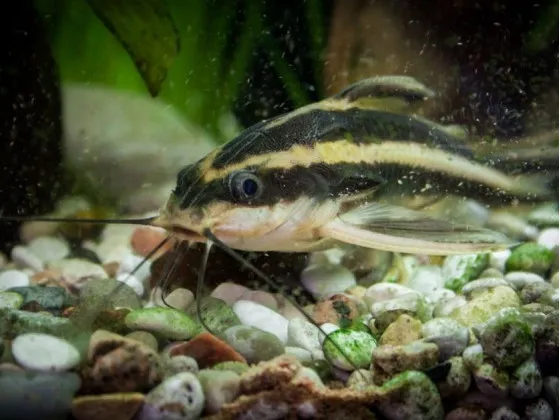 Сомик Платидорас (Megalechis thoracata) Сомик Платидорас (Megalechis thoracata)