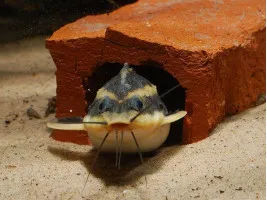 Сомик Платидорас (Megalechis thoracata)