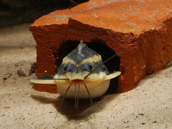 Сомик Платидорас (Megalechis thoracata) Сомик Платидорас (Megalechis thoracata)