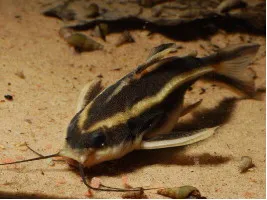 Сомик Платидорас (Megalechis thoracata)