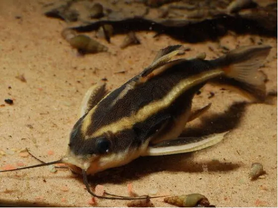 Сомик Платидорас (Megalechis thoracata) Сомик Платидорас (Megalechis thoracata)