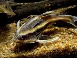 Сомик Платидорас (Megalechis thoracata)