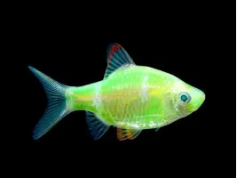 Барбус Glo Fish суматранський салатовий