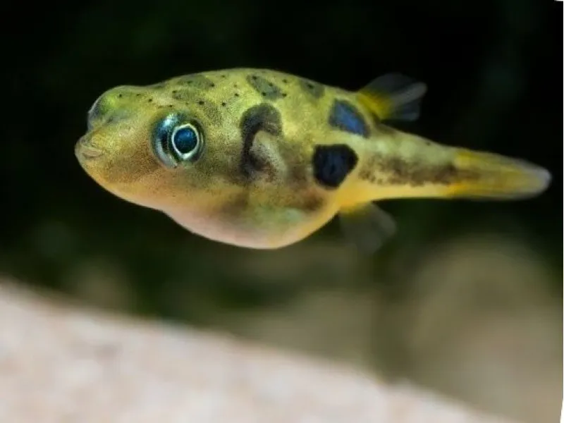 КарликовийТетрадон(Carinotetraodontravancoricus)нано-рибка