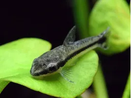 Отоцинклюс аффинис Macrotocinclus affinis