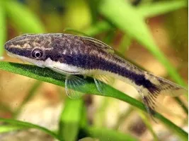 Отоцинклюс аффинис Macrotocinclus affinis