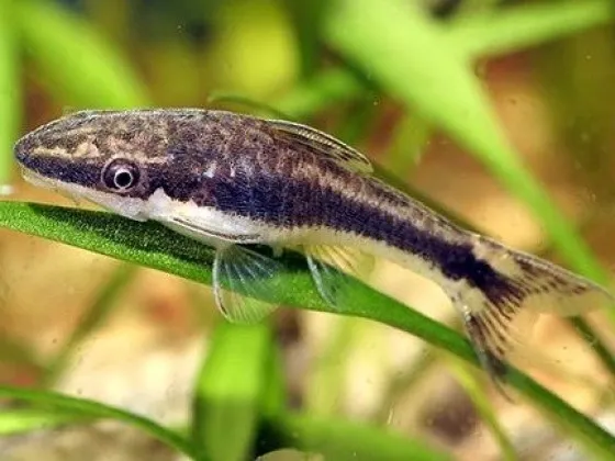 Отоцинклюс аффинис Macrotocinclus affinis