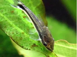 Отоцинклюс аффинис Macrotocinclus affinis