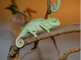 Єменський хамелеон самець