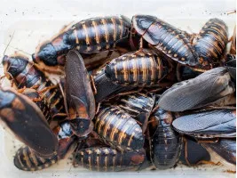 Аргентинській тарган (Blaptica dubia), 20 шт