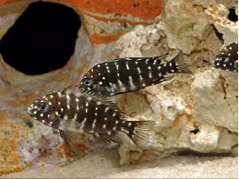 Трофеус звездчатый (лат. Tropheus duboisi) цихлида
