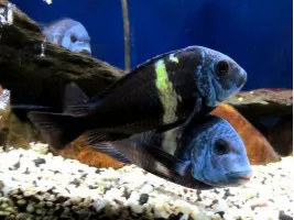 Трофеус звездчатый (лат. Tropheus duboisi) цихлида