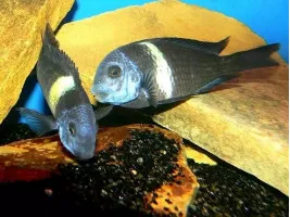 Трофеус звездчатый (лат. Tropheus duboisi) цихлида