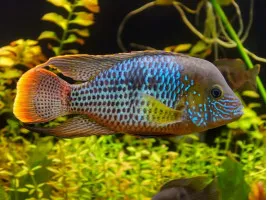 Цихлида Акара бирюзовая (Nannacara neon blue hybrid)