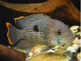 Цихлида Акара бирюзовая (Nannacara neon blue hybrid)