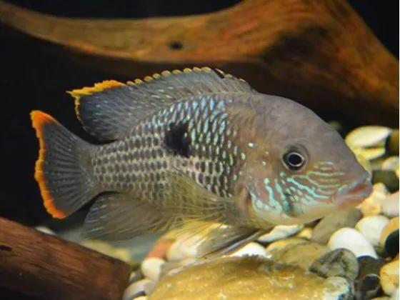Цихлида Акара бирюзовая (Nannacara neon blue hybrid) Цихлида Акара бирюзовая (Nannacara neon blue hybrid)