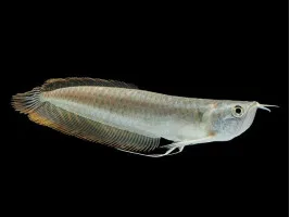Срібна Арована Osteoglossum bicirrhosum