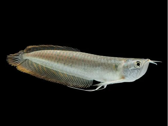 Срібна Арована Osteoglossum bicirrhosum Срібна Арована Osteoglossum bicirrhosum