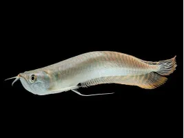 Срібна Арована Osteoglossum bicirrhosum