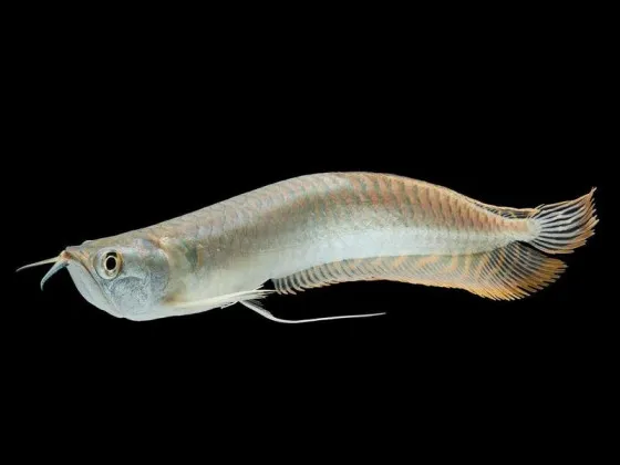 Срібна Арована Osteoglossum bicirrhosum Срібна Арована Osteoglossum bicirrhosum