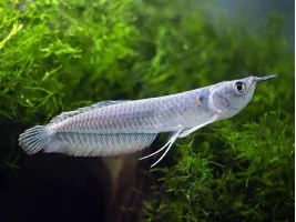 Срібна Арована Osteoglossum bicirrhosum