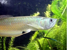 Срібна Арована Osteoglossum bicirrhosum