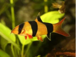 Боція клоун Botia macracantha підліток